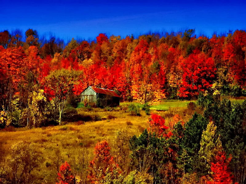 Autumn barn, pretty, colorful, autumn, house, grass, cottage, sunny ...