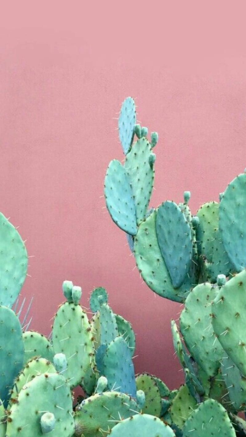 Cactus, cacti, plant, HD phone wallpaper