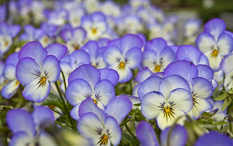 Violetas, no azul, flores, naturaleza, violeta, Fondo de pantalla HD |  Peakpx