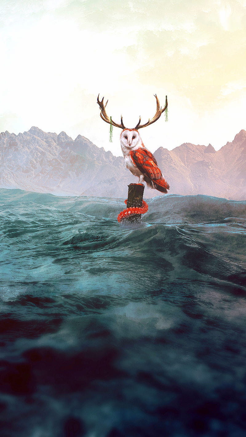 Fantasy, bird, ocean, octopus, owl, sea, HD phone wallpaper Fantasy, bird, ocean, octopus, owl, sea, HD phone wallpaper