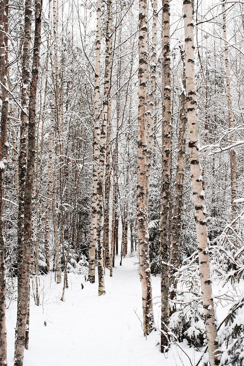 forest, snow, winter, birch, trees, HD phone wallpaper