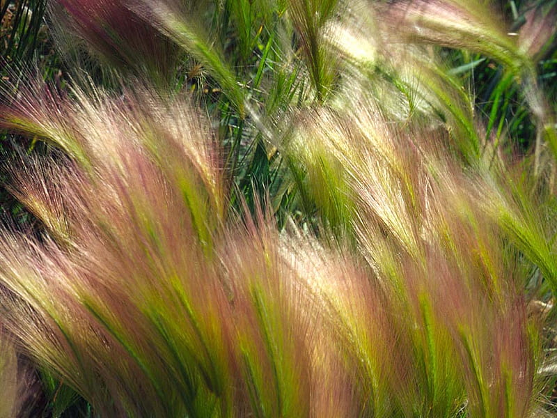 Prairie Foxtail, prairie, foxtail, grass, wild, HD wallpaper