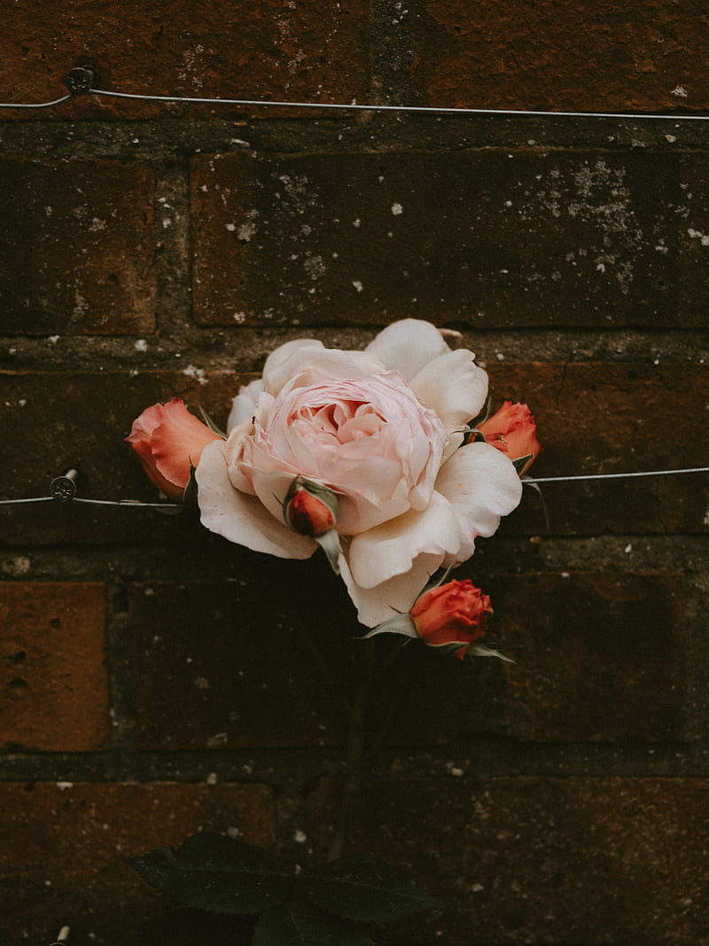 rose, flower, buds, pink, bloom, wall, brick, HD phone wallpaper