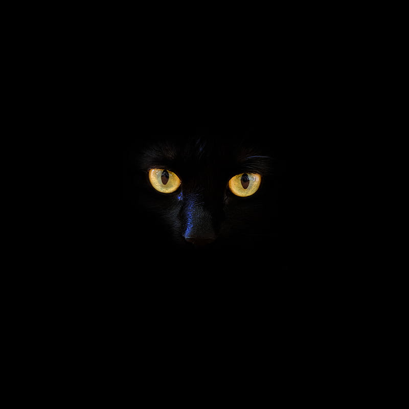 Black Cat For Mobile Wallpapers  Wallpaper Cave