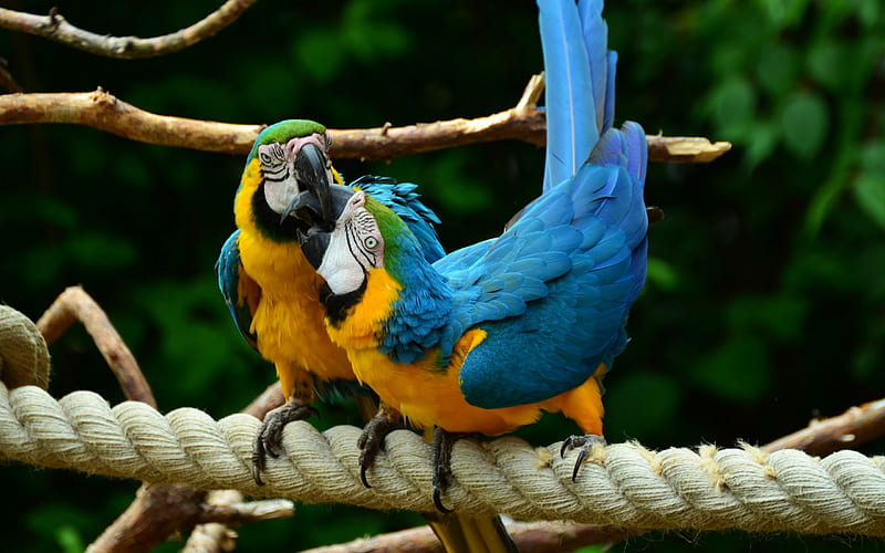 Blue-and-yellow macaw, tropical birds, parrots, macaws, HD wallpaper