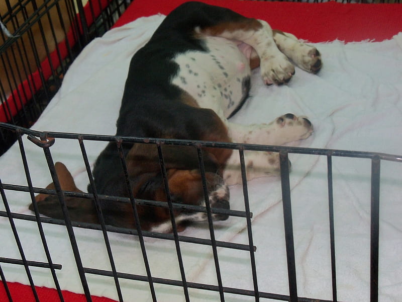 Thai Puppy for Sale at Chatuchak Market, chatuchak market, basset hound pups, thailand, HD wallpaper