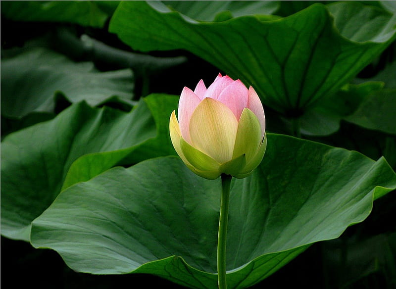 Lotus, flower, lake, leaf, HD wallpaper