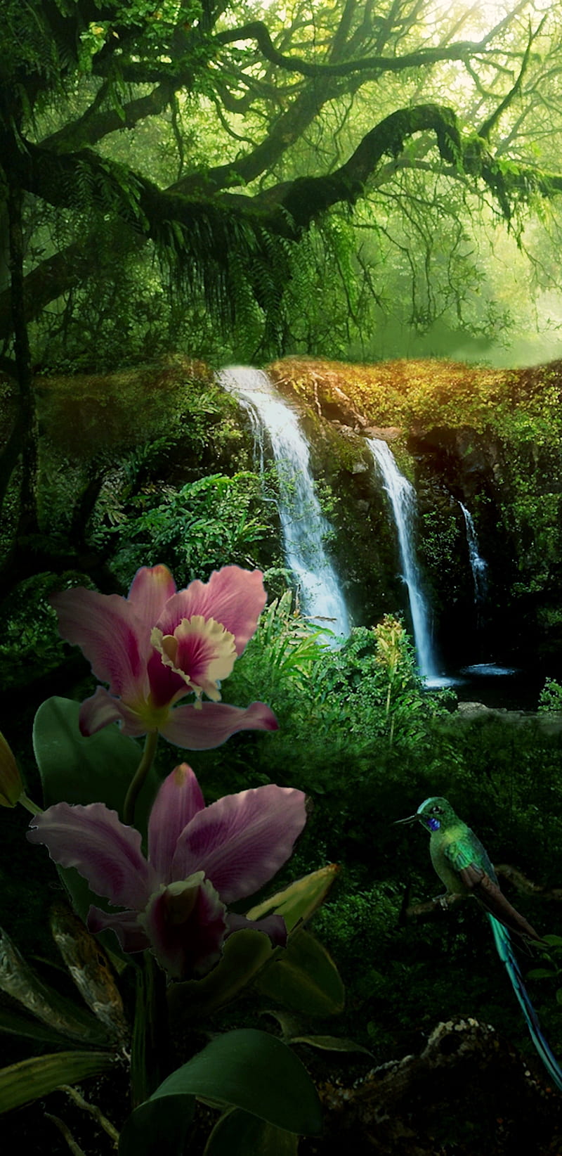 Paradise Wildlife, bonito, bird, forest, waterfall, HD phone wallpaper