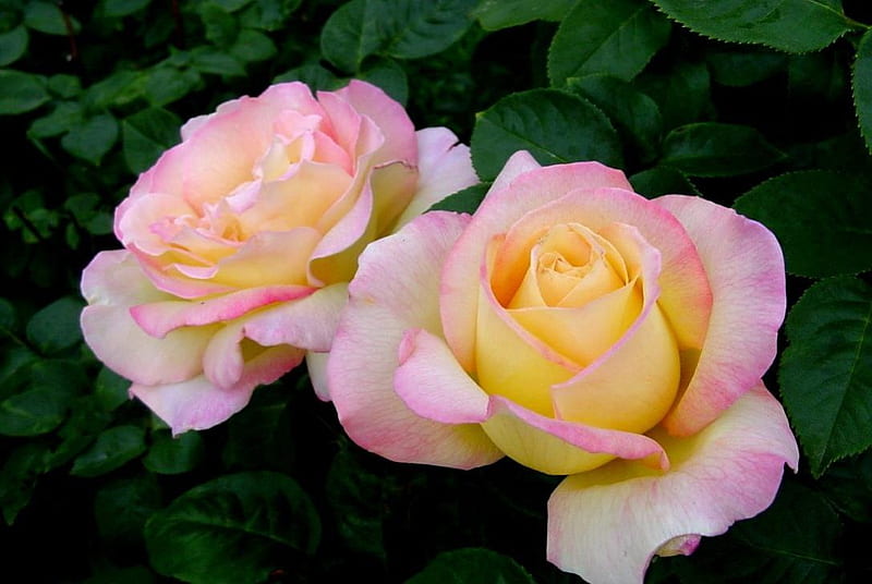 Flowers of Peace, yellow, peace, roses, buds, foliage, blooms, white, pink, grapy, HD wallpaper