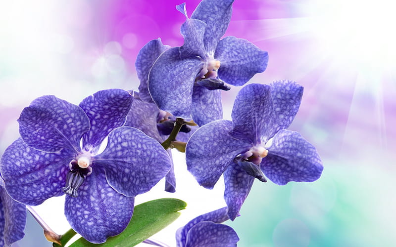 Purple orchids, tropical flowers, branch of orchid, orchids, HD wallpaper