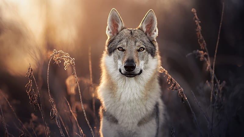 dog #therian in 2023  Wolf wallpaper, Dog wallpaper, Dogs