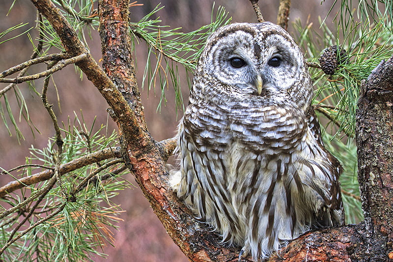 Barred Owl Owls Birds Branches Staring Animals, HD wallpaper