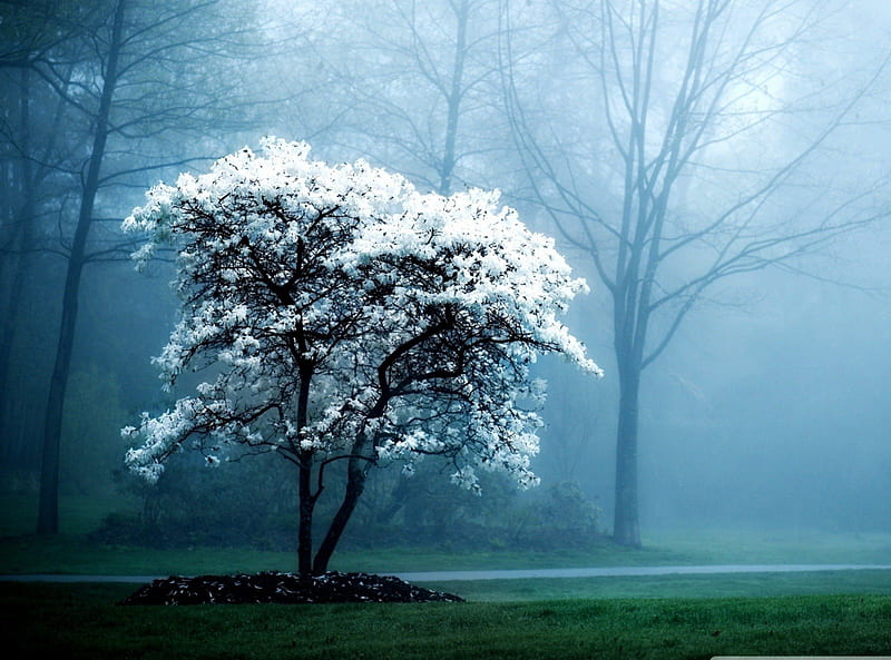 White Magnolia Tree, forest, magnolia, tree, blossom, nature, mist, HD wallpaper