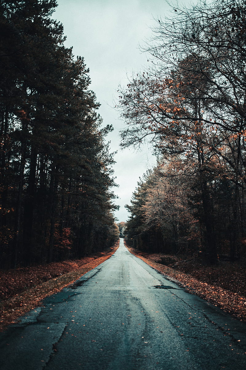 road, trees, autumn, asphalt, foliage, HD phone wallpaper