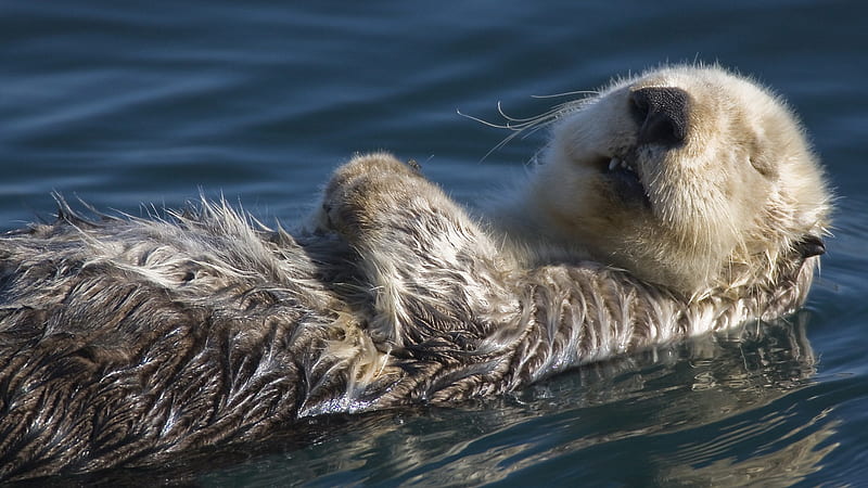 sea-otter, hot, cool, animals, HD wallpaper