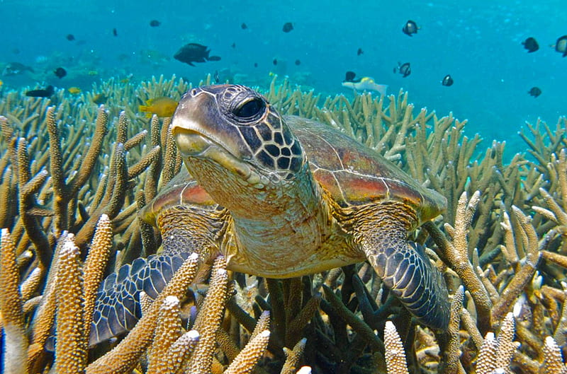 Turtle on Coral Reef, polynesia, reef, fish, snorkel, sea, lagoon, bora bora, marine, blue, underwater, exotic, life, ocean, turtle, coral, paradise, island, tahiti, tropical, HD wallpaper