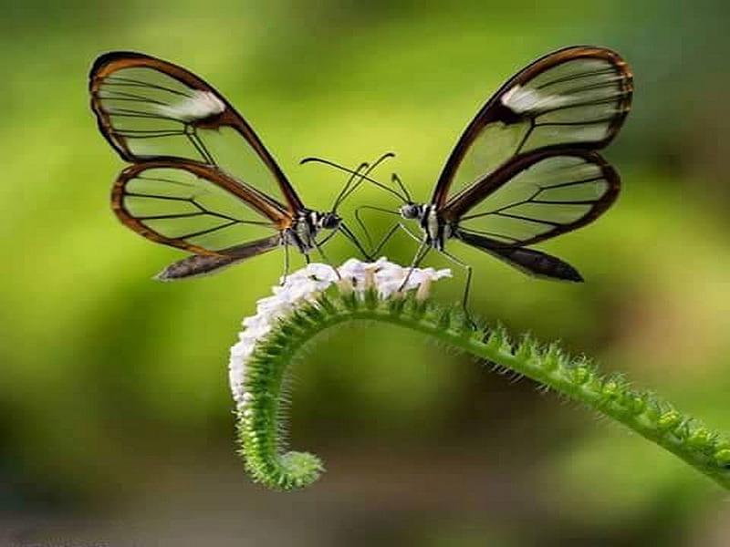 Glasswings x two, glasswings, butterflies, two, green, HD wallpaper