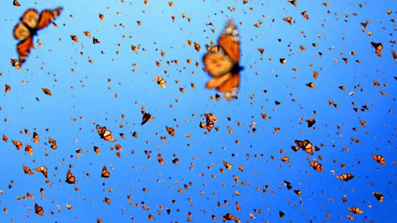Migrating butterflies, swarm, numbers, Mexico, large, HD wallpaper