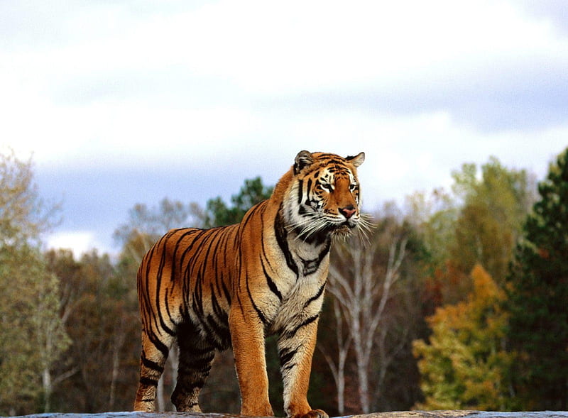 Tiger Looking, feline, stripes, orange, wild, tiger, cat, animal, HD wallpaper