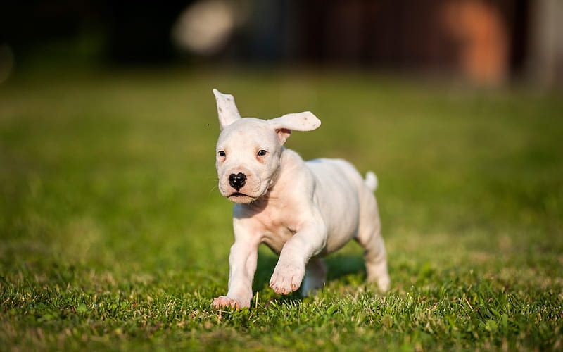 Dogo Argentino Argentinian Mastiff, small white puppy, cute little animals, pets, dogs, Argentine Dogo, HD wallpaper