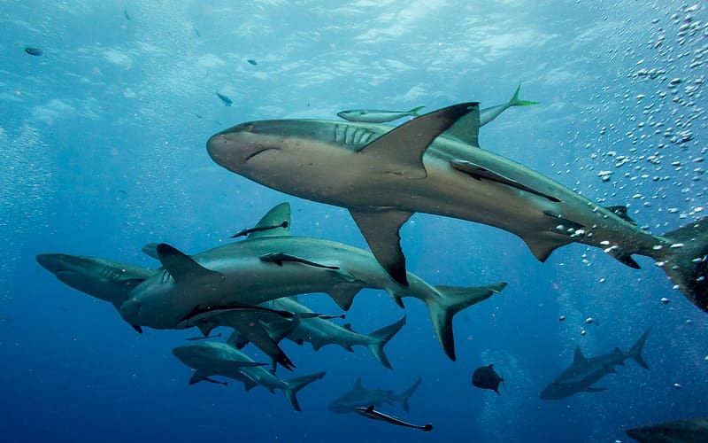 Shark Mafia, reef, animal, shark, water, HD wallpaper
