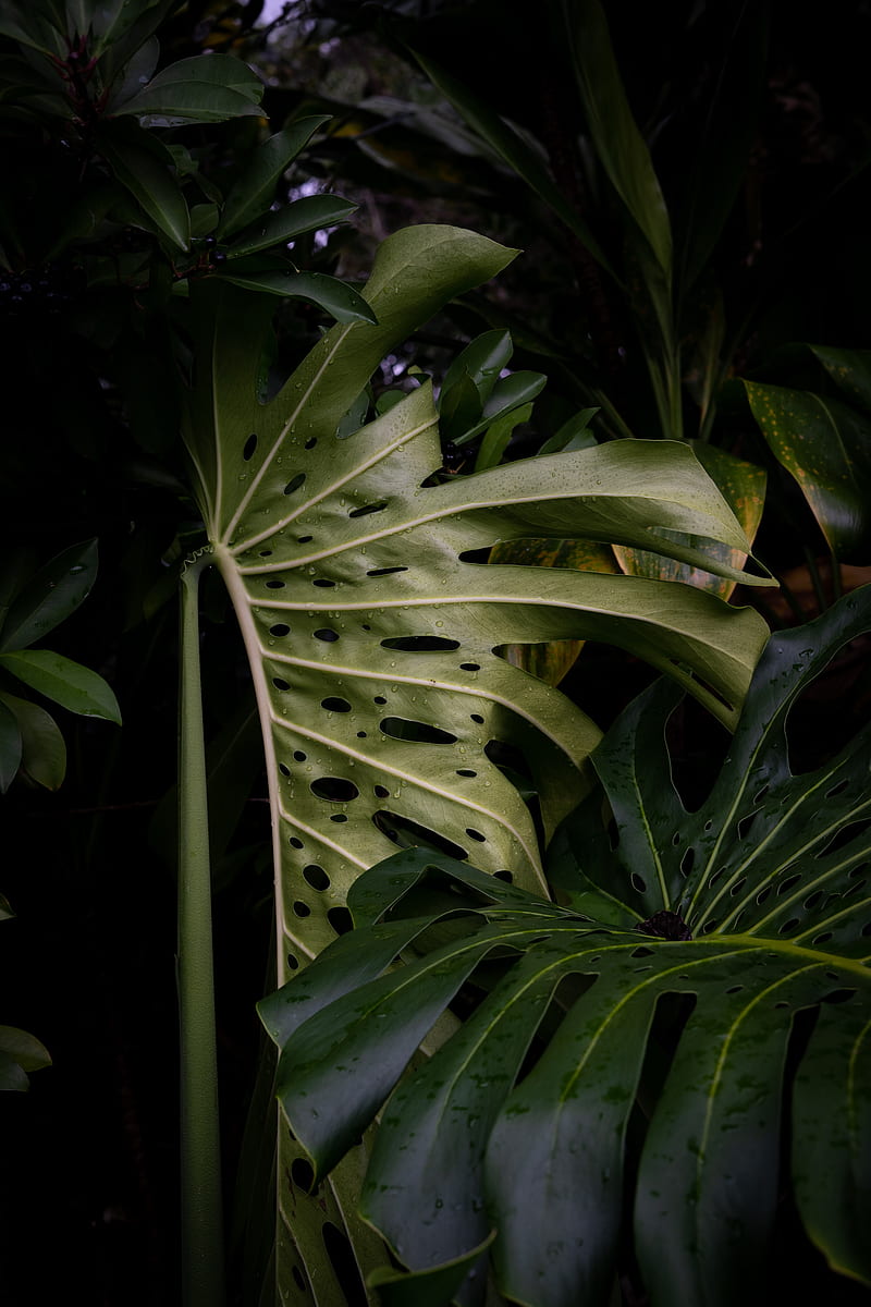 monstera, leaves, plant, green, wet, HD phone wallpaper