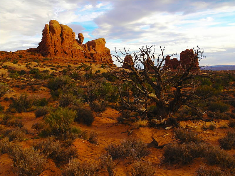 Desert, rocks, plants, clouds, sky, landscape, HD wallpaper | Peakpx