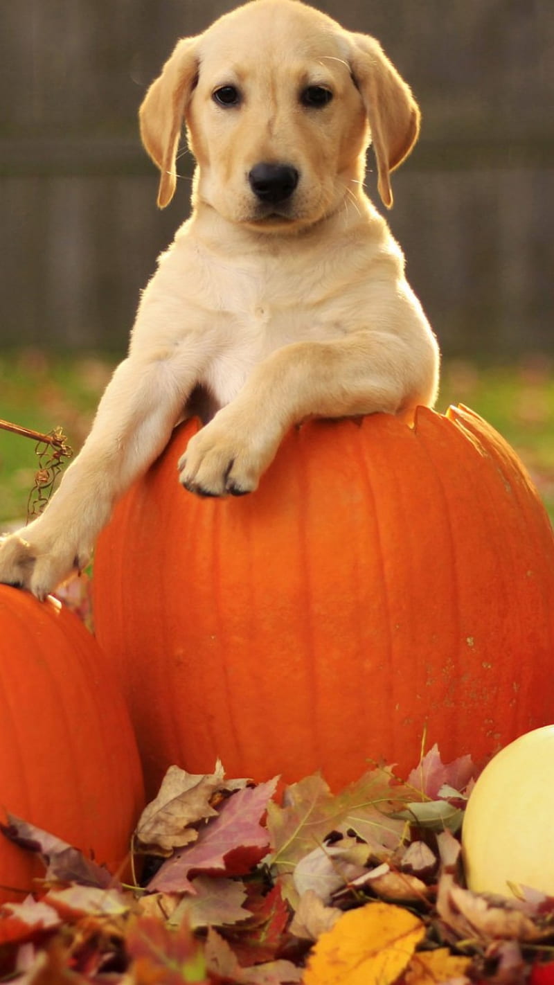 Halloween Puppy, dog, dogs, golden, theme, puppies, pumpkin, fall, holiday, HD phone wallpaper