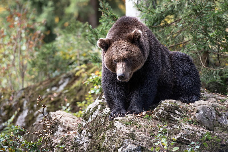Bears, Bear, Grizzly, Wildlife, predator (Animal), HD wallpaper
