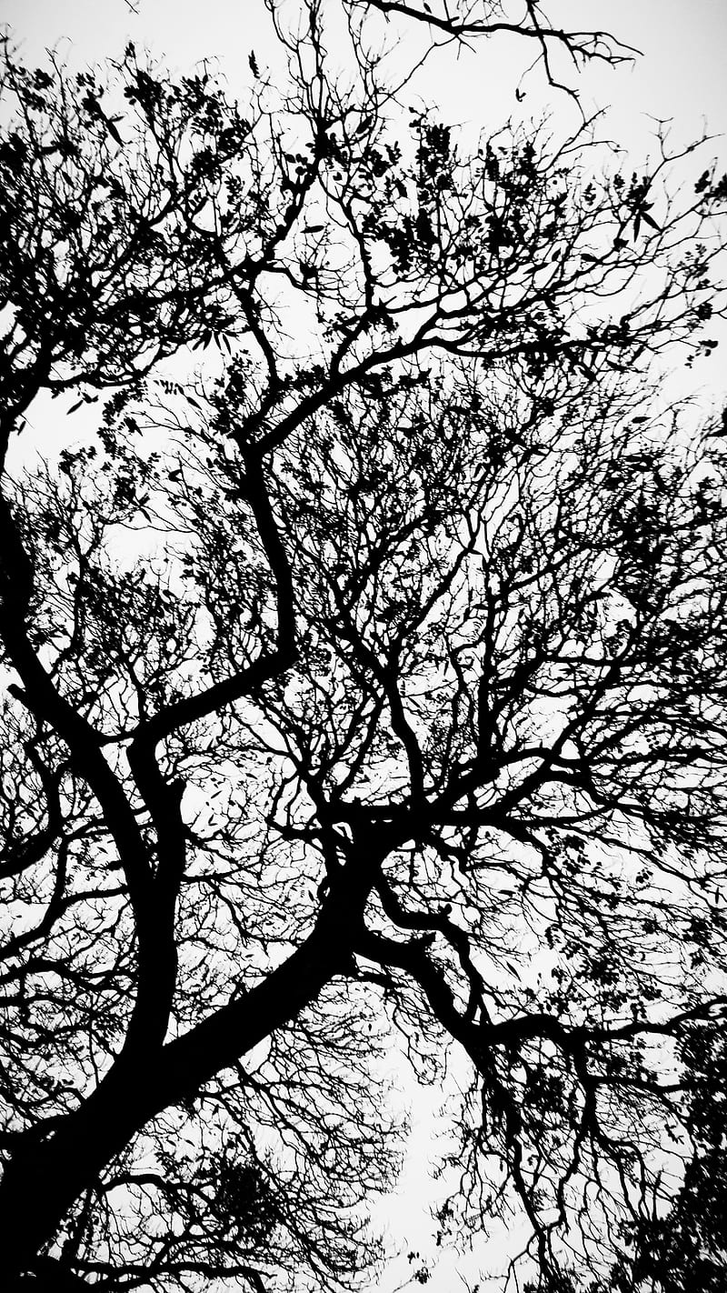 Blanco y No trees black and white natural HD phone wallpaper  Peakpx