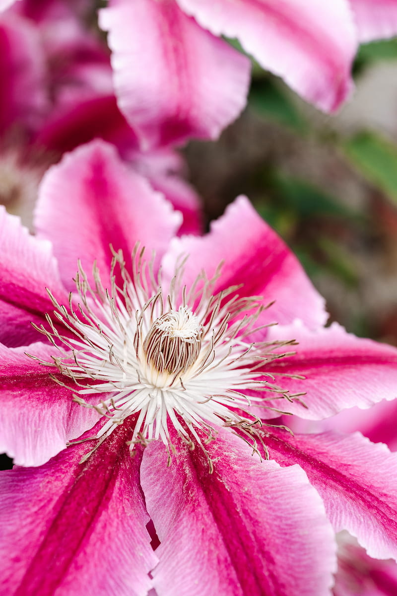 Pink Flower in Tilt Shift Lens, HD phone wallpaper