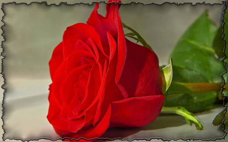 ~Flored Rose~, flower, red, nature, rose, HD wallpaper