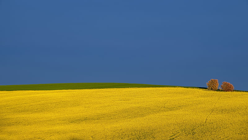 Earth Rapeseed Field With Two Green Trees Under Blue Sky During Daytime Nature, HD wallpaper
