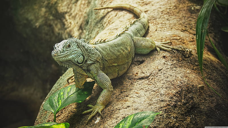 iguana, tree, lizard, green, HD wallpaper
