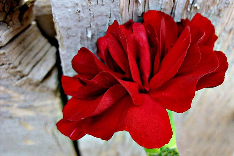 CARNATION WOODSHOP, red, pretty, lovely, one, carnations, large, flower, flowers, beauty, nature, natural, HD wallpaper