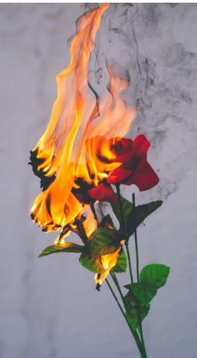 Flaming Rose-Phone Live Wallpaper - free download