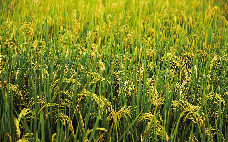 Crop, rice, paddy, fields, wheat, HD wallpaper