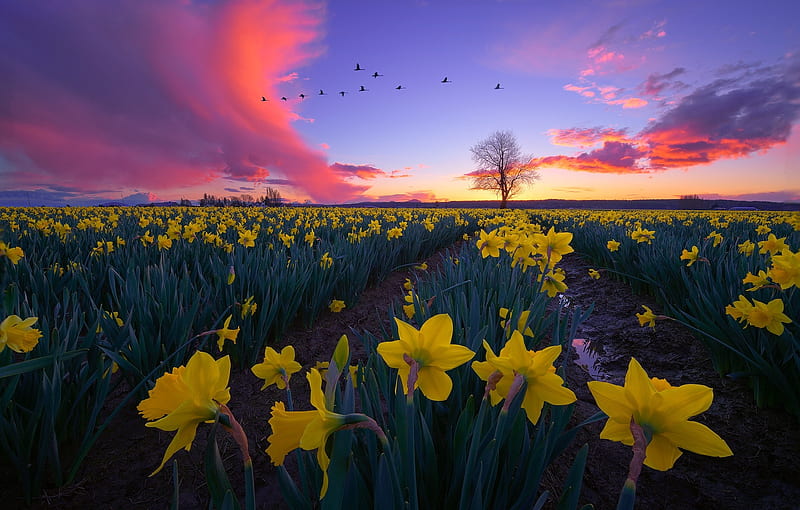 :), sunset, spring, narcise, sky, field, yellow, daffodil, flower, pink, blue, HD wallpaper