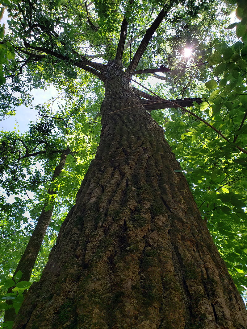 Reach for the sky, nature, sky, sun, sunset, trees, HD mobile wallpaper ...