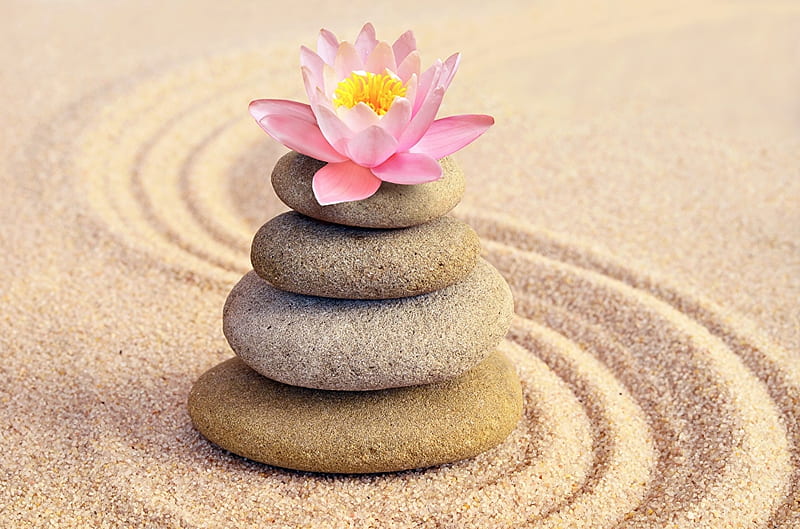 Lotus And Zen Stones, pink, lotus, sand, stones, circle, zen, HD wallpaper