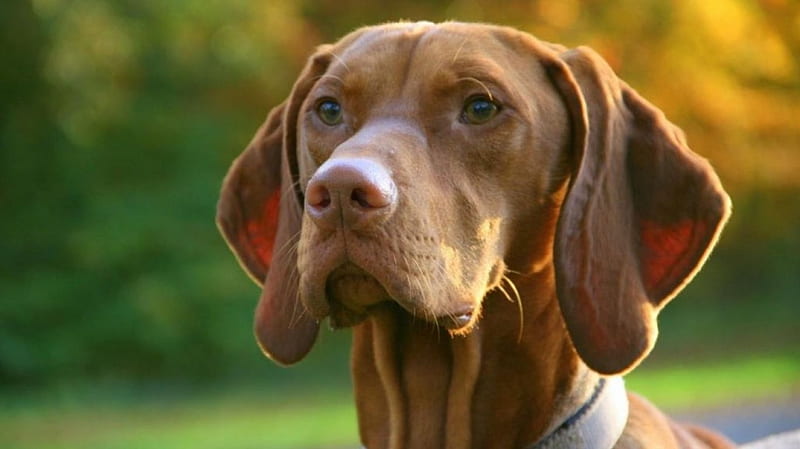 Vizsla dog with green eyes, vizsla pets, sweet, cute nature, animals, dogs, HD wallpaper