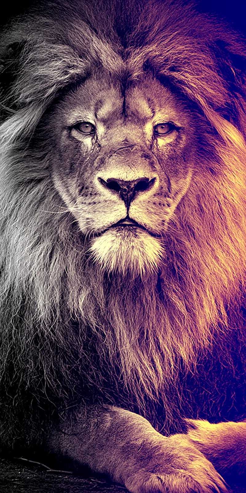 Big Lion Wallpapers  Top Free Big Lion Backgrounds  WallpaperAccess