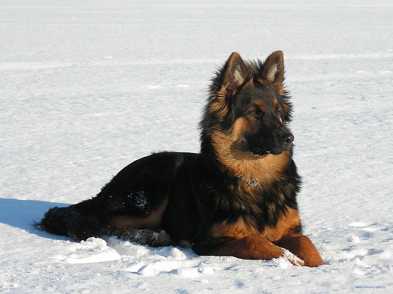 Shepherd in Winter, resting, watching, snow, watcog, HD wallpaper