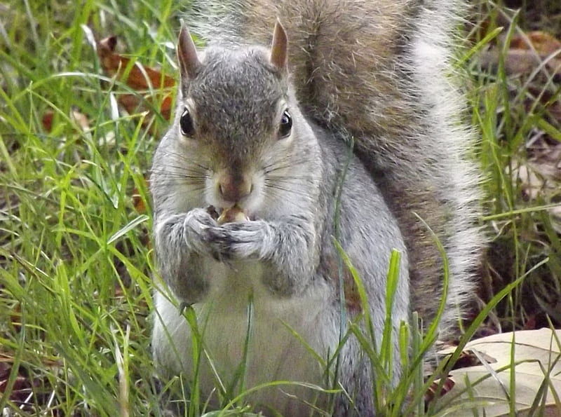 Feeding Grey Squirrel In Green Park, London, London Park, London, Grey Squirrel, Feeding Squirrel, London Green Park, Squirrel, London Wildlife, Feeding Grey Squirrel, HD wallpaper
