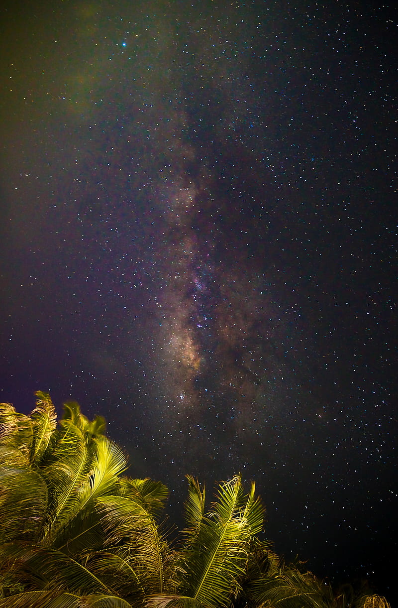 Milky Way, coconut palm trees milky way, cosmos, galaxy, milkyway, nature, night, sky, stars, ultra landscape popular trending high quality maldives, HD phone wallpaper