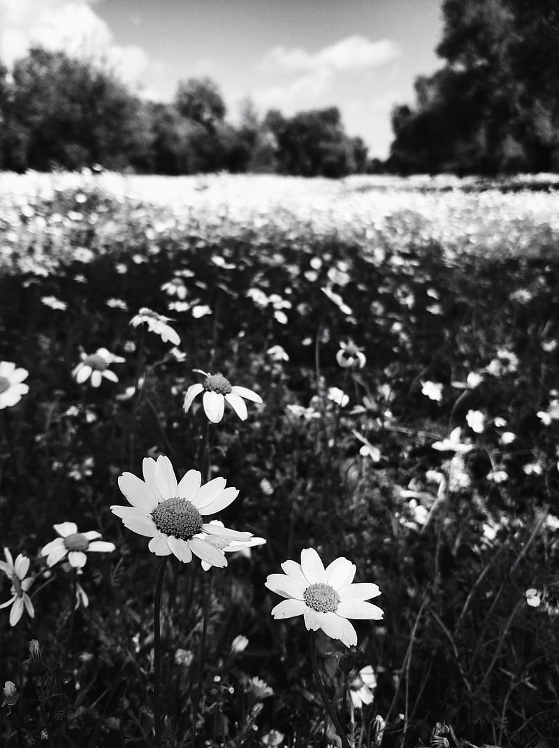 Daisy black white, emoji, flower, sun, HD phone wallpaper
