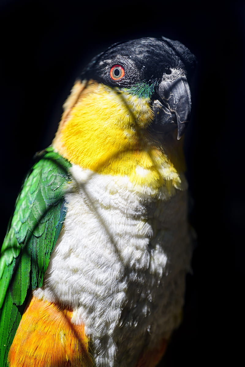 parrot, bird, bright, glance, black, HD phone wallpaper