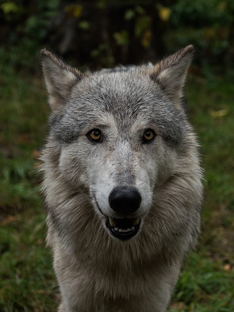 wolf, cute, muzzle, HD phone wallpaper