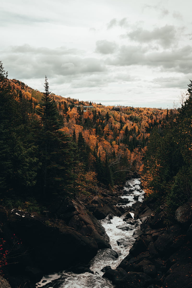 river, trees, autumn, stones, stream, HD phone wallpaper