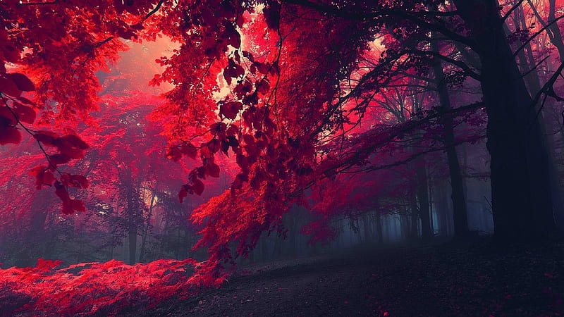 Tree With Red Leaves Red Aesthetic, HD wallpaper